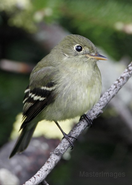 IMG_4482c.jpg - Yellow-bellied Flycatcher