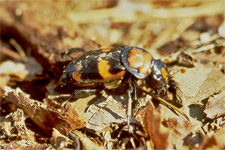 Insects