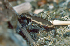 Tiger Insects Insects
