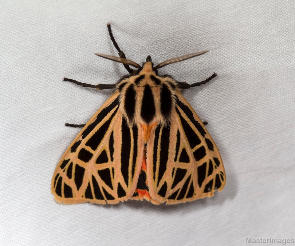 Tiger Moths