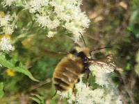 IMG 4523c  Northern Amber Bumble Bee (Bombus borealis)