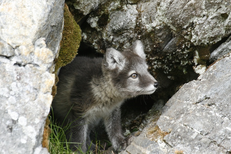 PG_2328.JPG - Arctic Fox (Vulpes lagopus) - kit