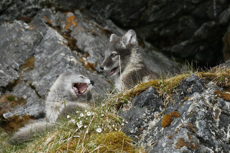 PH_2334.JPG - Arctic Fox (Vulpes lagopus) - kits