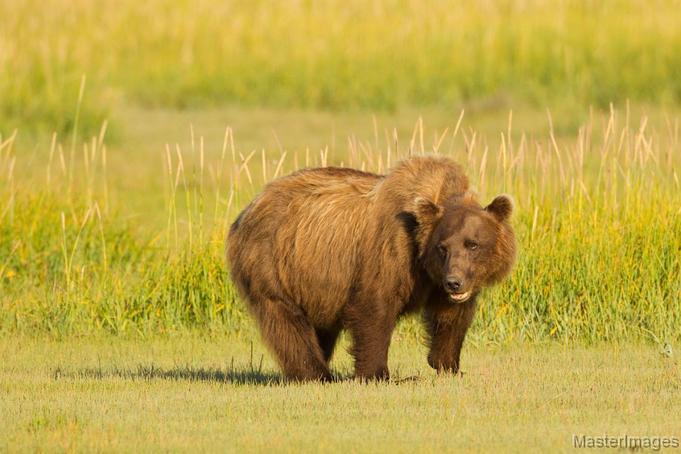 Brown Bear/_A2Z1792c